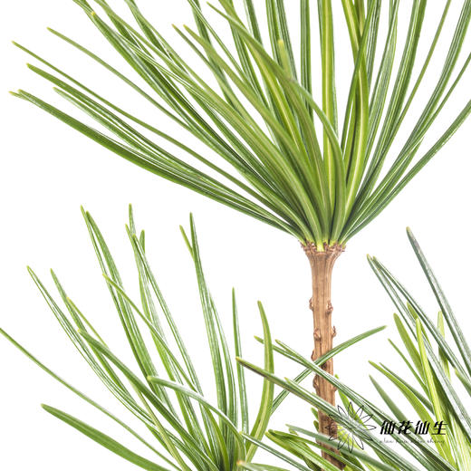 日本花材 | 日本金松 商品图8