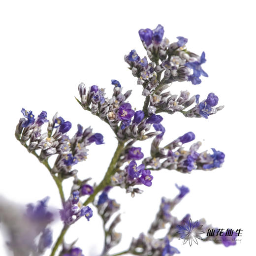 配花 | 情人草原色 商品图1