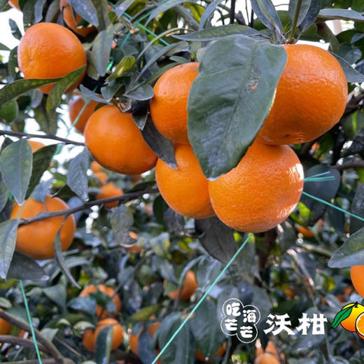 广西沃柑 商品图3