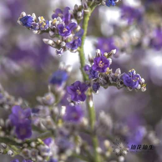 配花 | 情人草原色 商品图5