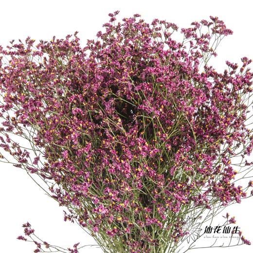 配花 | 水晶草红色 商品图0