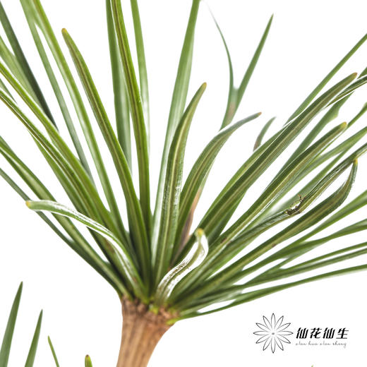 日本花材 | 日本金松 商品图6