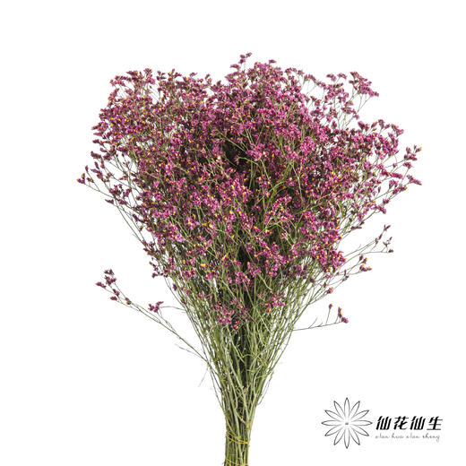 配花 | 水晶草红色 商品图5