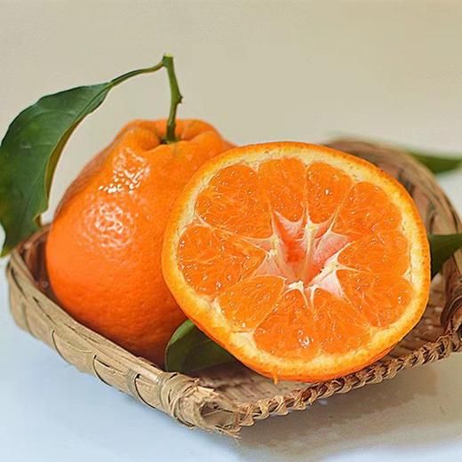 高山晚熟春见耙耙柑 （套袋果）| 山人优选，大果粒，无籽化渣，纯甜无酸，口感纯正，均匀饱满，高维C，不上火~ 商品图5
