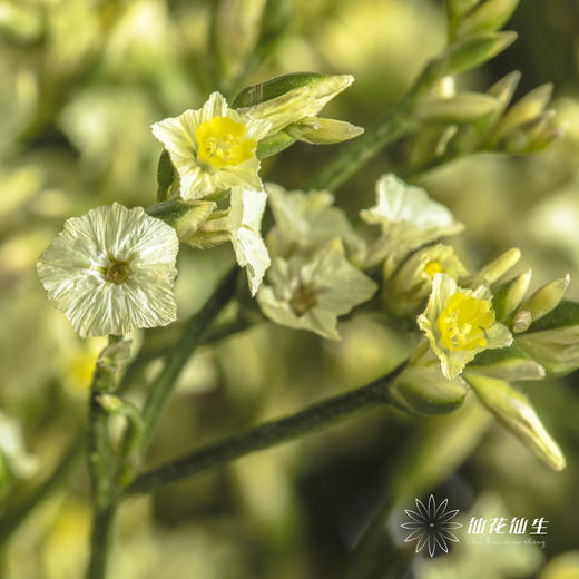配花 | 水晶草黄色 商品图5