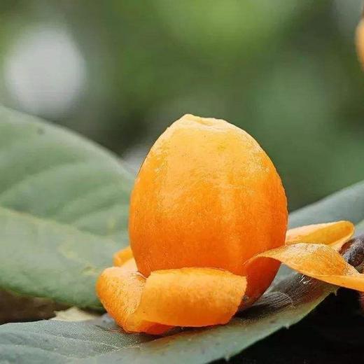 枇杷  1斤 商品图3