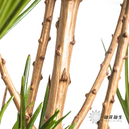 日本花材 | 日本金松 商品图2