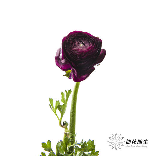 配花 | 洋牡丹紫色 商品图3