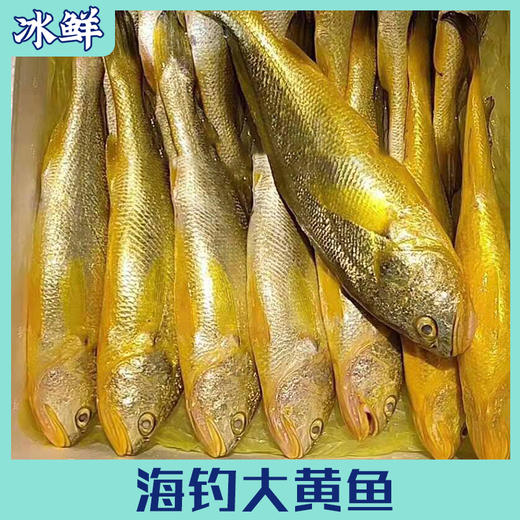 【野生】冰鲜（热气）大黄鱼 250-450g/条 商品图0