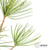 日本花材 | 日本金松 商品缩略图7