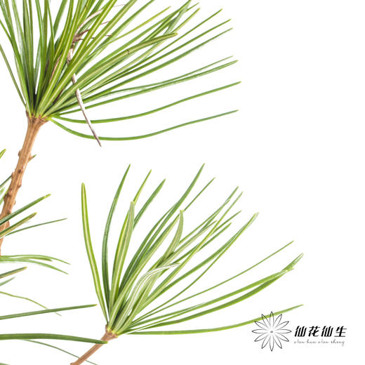 日本花材 | 日本金松 商品图7