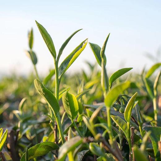 【常州馆】富硒堂绿茶叶新茶高山毛峰毛尖浓香型特级散装云雾春茶 商品图4