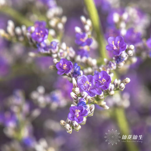 配花 | 情人草原色 商品图3