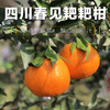 【四川•春见（耙耙柑8斤/10斤）】清甜果粒多 爆汁脆嫩 皮薄易撕不脏手 现摘现发 商品缩略图0