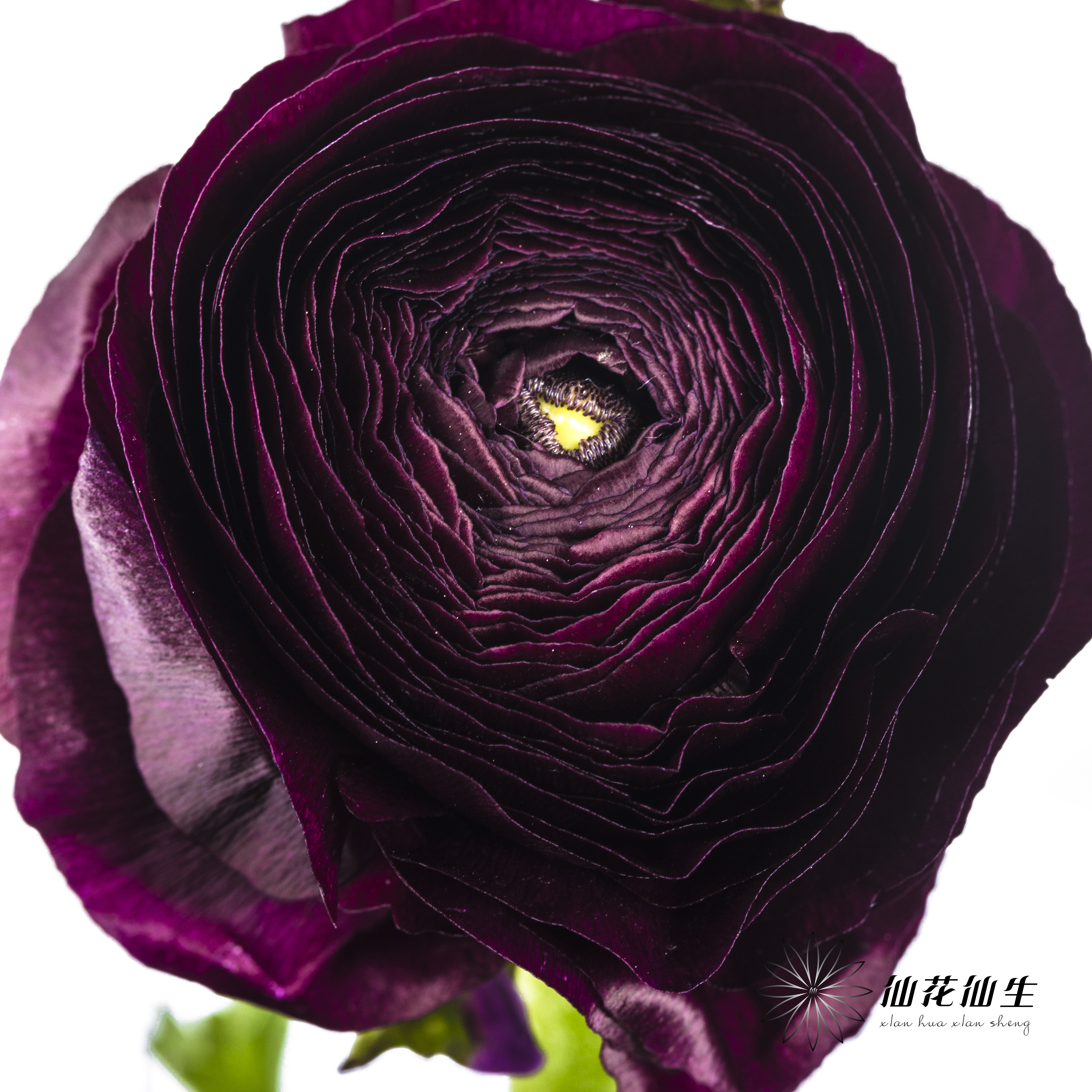 配花 | 洋牡丹紫色