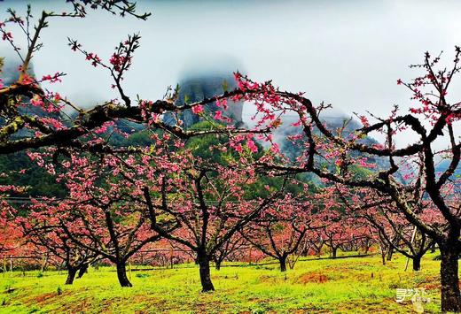 东莞出发！2.28【连平】十里桃花、油菜花2天摄影采风 商品图4