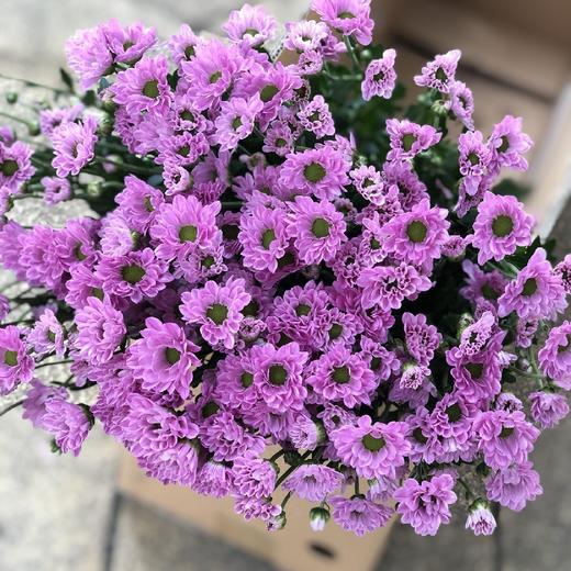 罗西粉小雏菊 一扎10支 包邮 商品图1