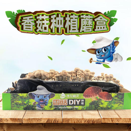 【福】考拉精灵DIY种植蘑菇（桃红平菇/秀珍菇/黄金菇/澳洲白平菇/香菇）多款可选 商品图6