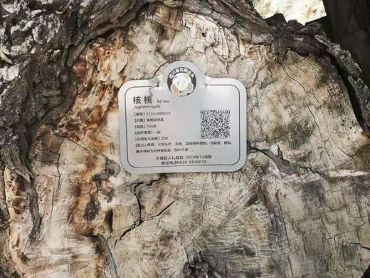 古树核桃油☀横断山雪域高原 古树核桃油 特级冷榨  500ml装 媲美进口品质 商品图8