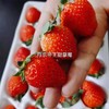 【农科院帝王草莓】11-15枚/盒，草莓味道浓郁 商品缩略图3