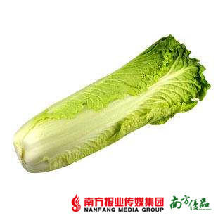 【珠三角包邮】连州竹筒白菜  5斤±50g/箱  (1月16日到货) 商品图0