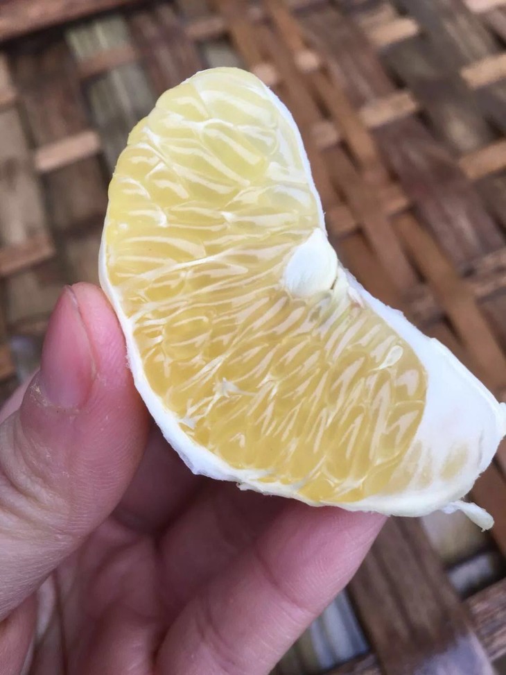 雪香贡柚 甜蜜沁香 大果 9.5-10斤装