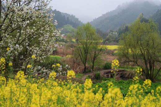 东莞出发！2.28【连平】十里桃花、油菜花2天摄影采风 商品图6