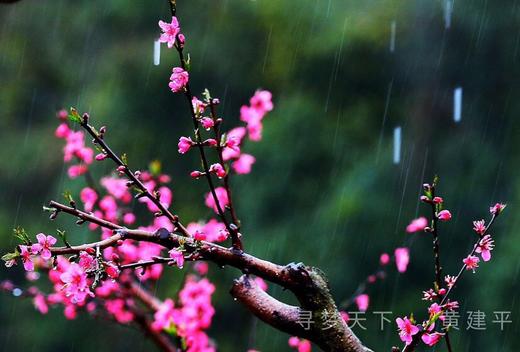 东莞出发！2.28【连平】十里桃花、油菜花2天摄影采风 商品图12