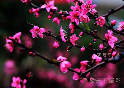 东莞出发！2.28【连平】十里桃花、油菜花2天摄影采风 商品图1