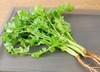【生鲜预定】香菜 商品缩略图0
