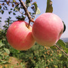 社区团购 凤归巢 “沂源红”酵素苹果精选果 净重5斤/箱 顺丰包邮 商品缩略图2