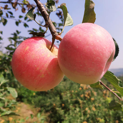 社区团购 凤归巢 “沂源红”酵素苹果精选果 净重5斤/箱 顺丰包邮 商品图2