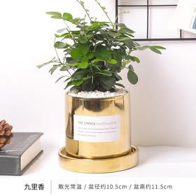 【常州馆】柠彩 九里香 室内盆栽ins盆栽陶瓷盆套装 北欧风盆栽