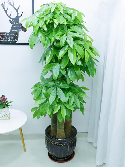 【美迪花世界】发财树-招财纳福