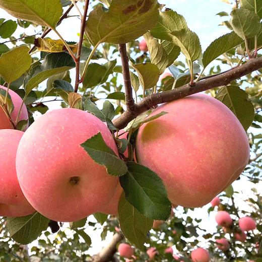 社区团购 凤归巢 “沂源红”酵素苹果精选果 净重5斤/箱 顺丰包邮 商品图3