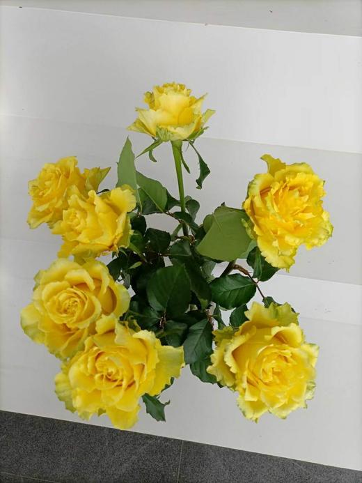 【方德玫瑰】荷冠(黄色）暮光，10支/扎，65公分 商品图1