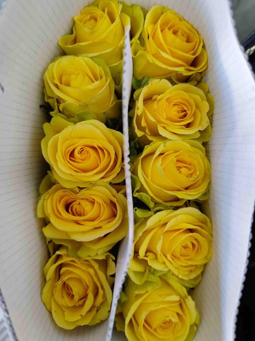 【方德玫瑰】荷冠(黄色）暮光，10支/扎，65公分 商品图2