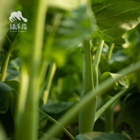 生态芥蓝 | 绿家自产* Ecological Cabbage mustard | Self-production