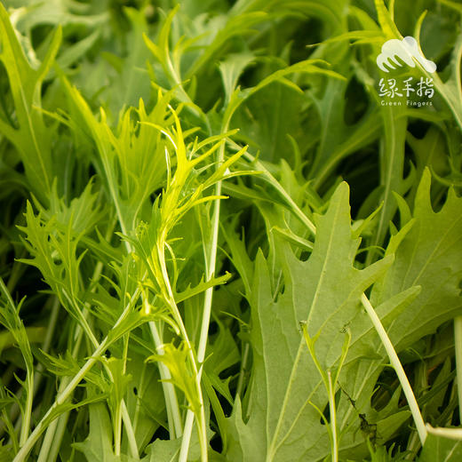 有机京水菜 | 绿家自产 * Organic mustard | Self-production 商品图0