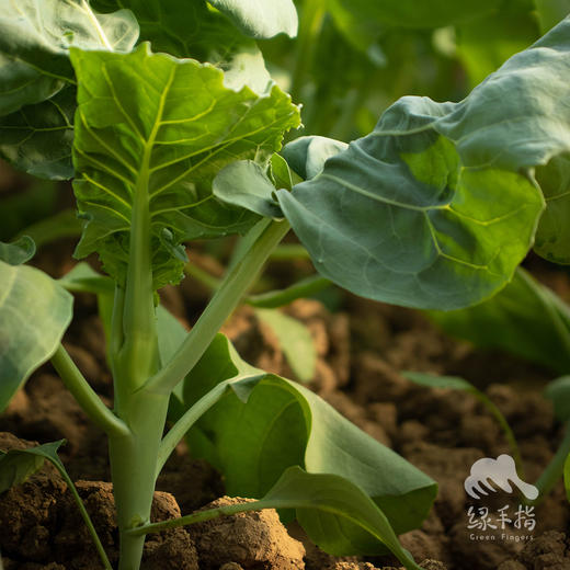 生态芥蓝 | 绿家自产* Ecological Cabbage mustard | Self-production 商品图1