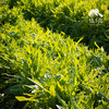 生态甜麦菜 | 绿家自产*ecological sweet wheat vegetable | Self-production 商品缩略图1