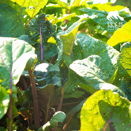 生态红菜苔 | 绿家自产 * ecological red choy sum | Self-production 商品图2