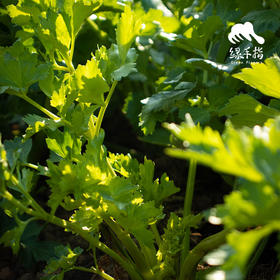 生态西芹 | 绿家自产*Eco-celery | Self-production