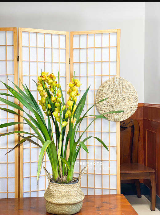 【AB黄金岁月.大花蕙兰盆栽】1盆/份 高约60-70cm 黑色加仑盆发货（发圆通） 商品图2