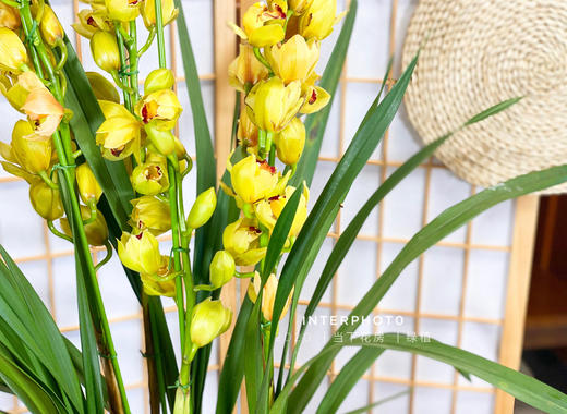 【AB黄金岁月.大花蕙兰盆栽】1盆/份 高约60-70cm 黑色加仑盆发货（发圆通） 商品图6