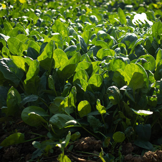 生态菠菜 | 绿家自产 * Ecological spinach | In-House Production 商品图1
