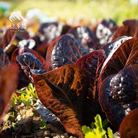 生态紫罗马生菜 | 绿家自产*ecological purple Roma lettuce | Self-production