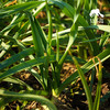 生态蒜苗 | 绿家自产 * Ecological garlic bolt | In-House Production 商品缩略图2