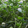 有机西洋菜 | 绿家自产*Organic watercress | Self-production 商品缩略图0