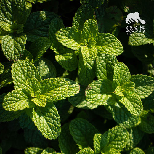 生态薄荷 | 绿家自产 * ecological mint | Self-production 商品图1